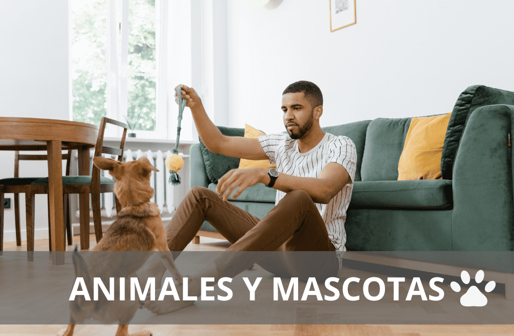 Animales y mascotas
